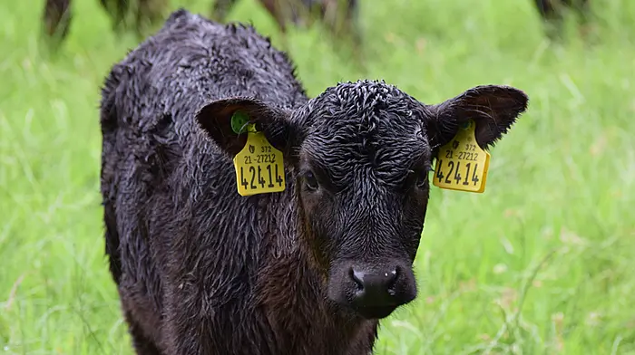 Supports for farmers rearing dairy herd progeny Image