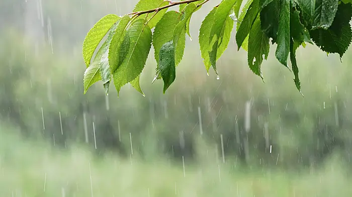 Yellow weather warning issued for West Cork Image