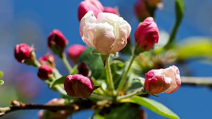 GARDENING: Fine weather always rewards hard work Image