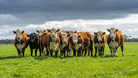 New round of dairy beef welfare scheme opens Image