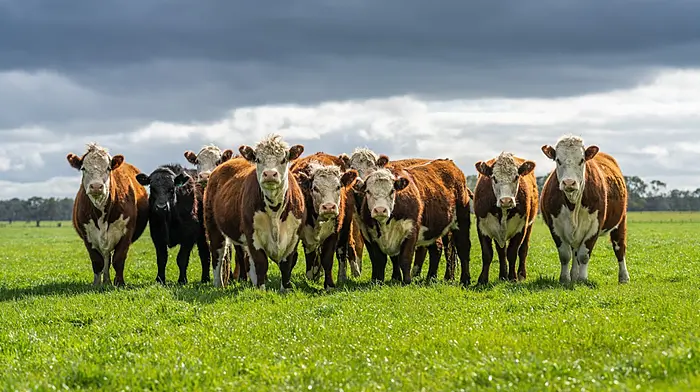 New round of dairy beef welfare scheme opens Image