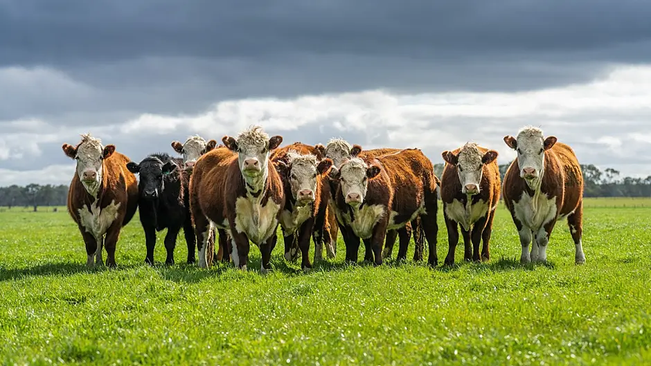 New round of dairy beef welfare scheme opens Image