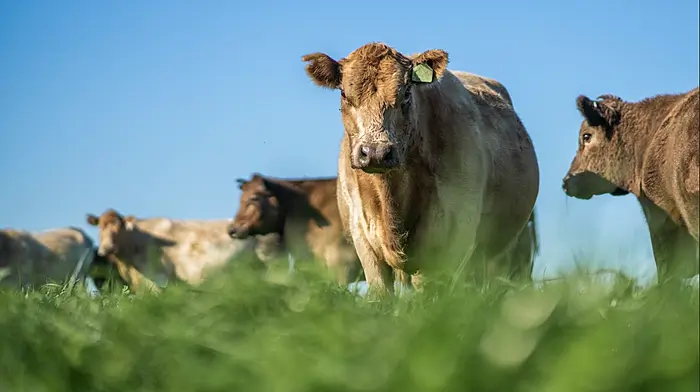 First case of glyphosate-resistant grass weed Image
