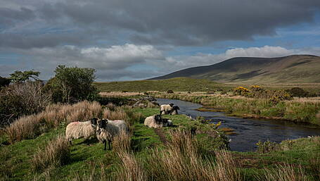 IFA discuss peat soil regulations Image