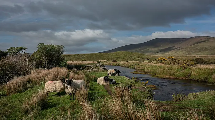 IFA discuss peat soil regulations Image