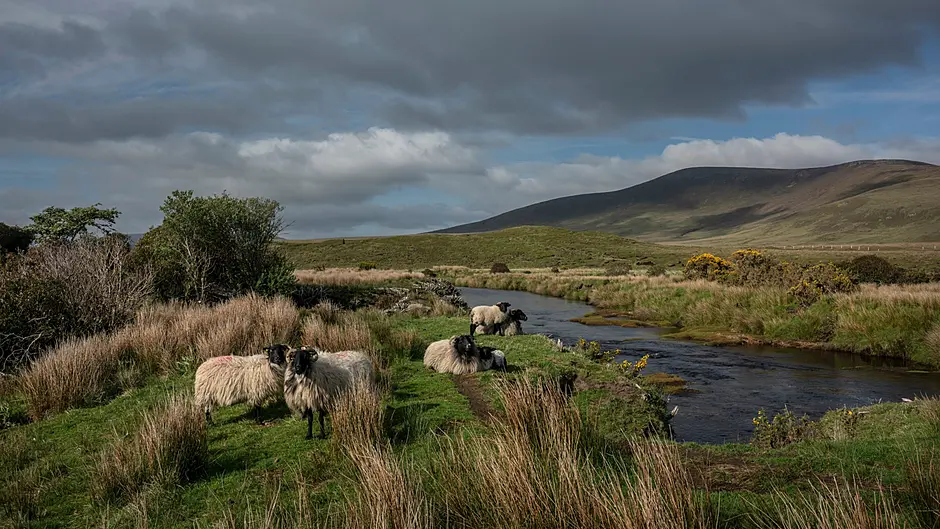 IFA discuss peat soil regulations Image