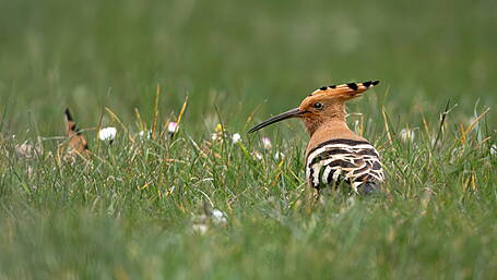 Hoopla for twitchers as rare Hoopoes seen on flying visit Image