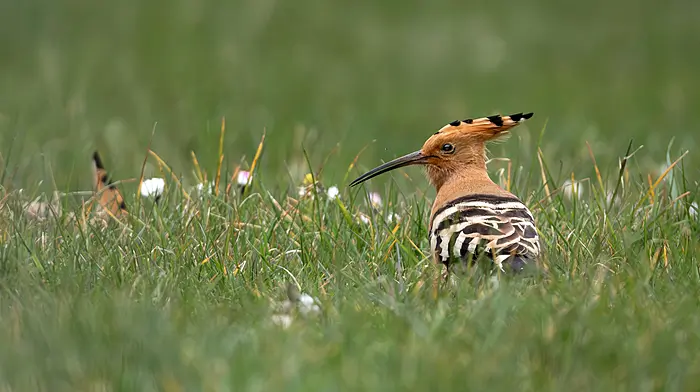 Hoopla for twitchers as rare Hoopoes seen on flying visit Image