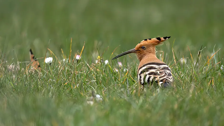 Hoopla for twitchers as rare Hoopoes seen on flying visit Image