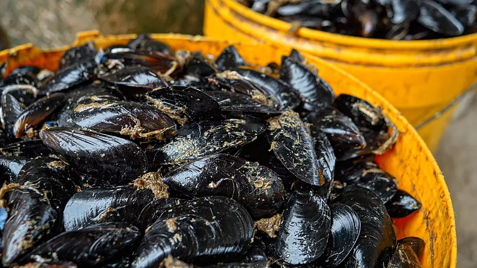 Kinsale mussel farm gets green light Image