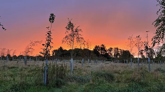 Tree cheers for Ross agroforest Image