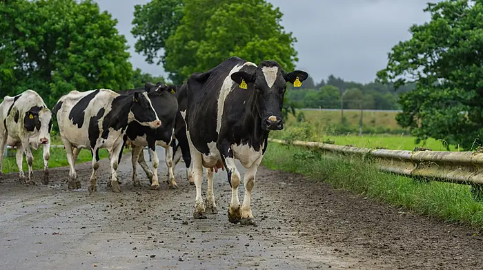 Waiting til the cows come home Image