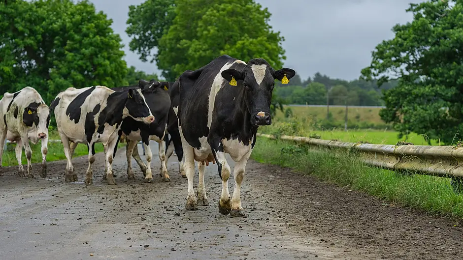 Waiting til the cows come home Image