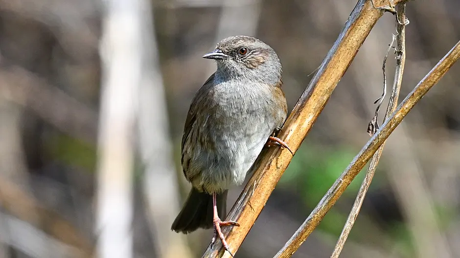 WILDLIFE: The birds and bees get busy Image