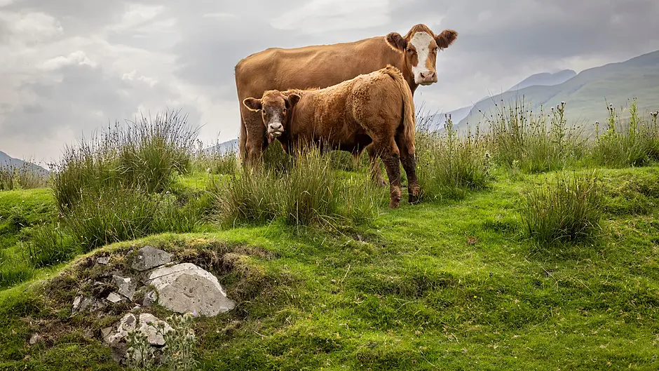 Enhanced €28m scheme to support suckler beef sector Image