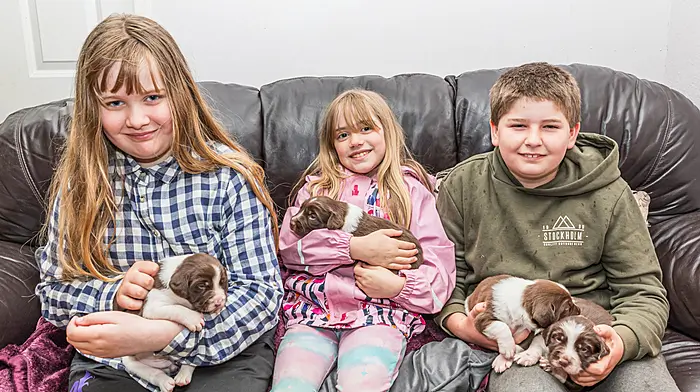 Keela McAliffe, Evanah McAliffe and Stephen Hurley with thier newborn puppies.  (Photo: Anne Marie Cronin)
