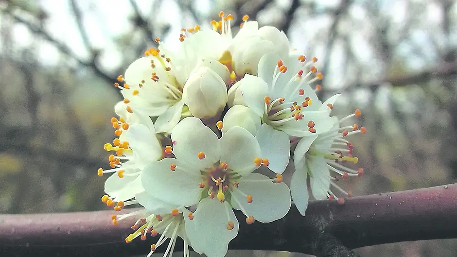 Reader’s Picture of the Week Image