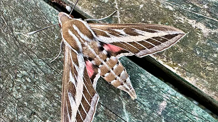 Unexpected visitor: Striped hawk-moth found in West Cork Image