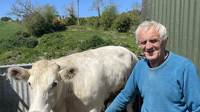Dan O’Regan from Drinagh enjoying the sunshine with his pedigree Shorthorn bullock.