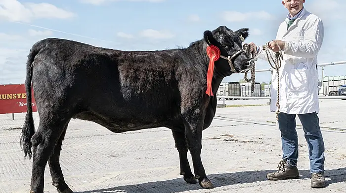 Gerard Coughlan from Bandon with his class winning heifer ‘Curraclough Willow' at the Munster Angus Breeders show and sale at Kilmallock Mart.   (Photo: O'Gorman Photography)