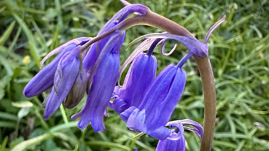 GARDENING: Woodland wildflowers put on a show Image
