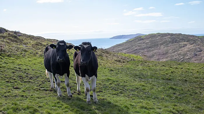 Farmers urged to have financial plan for potential bovine TB breakdowns Image