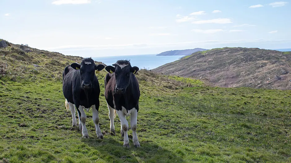 Farmers urged to have financial plan for potential bovine TB breakdowns Image