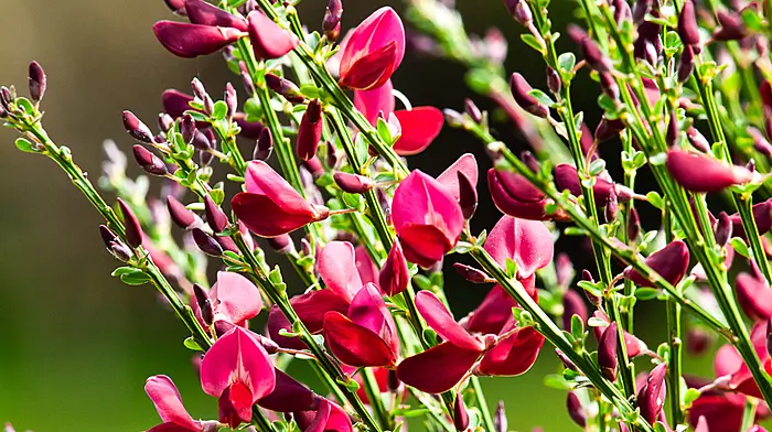 GARDENING: May: time to grow, grow, grow Image