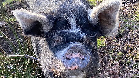 Children’s book star Fay the pig crosses the rainbow bridge in Ahakista village Image