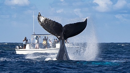 Free guided whalewatching at Cloghna Head Image