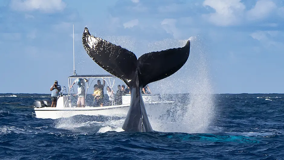 Free guided whalewatching at Cloghna Head Image