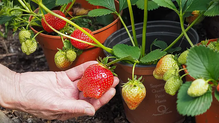 GARDENING: It’s been a good May, so far Image