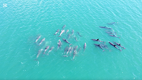 WATCH: Large pod of dolphins in Glandore Harbour Image