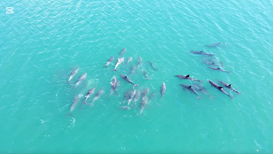 WATCH: Large pod of dolphins in Glandore Harbour Image