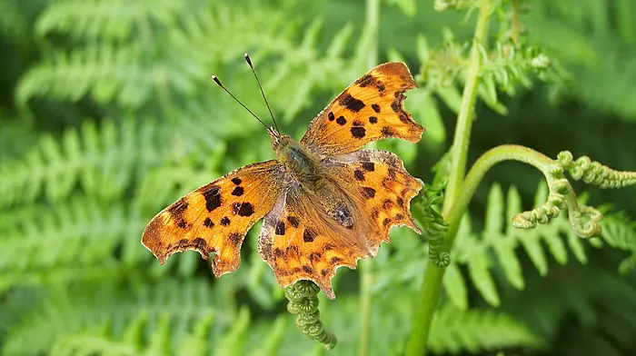 Nine species of butterfly on the decline in Ireland Image