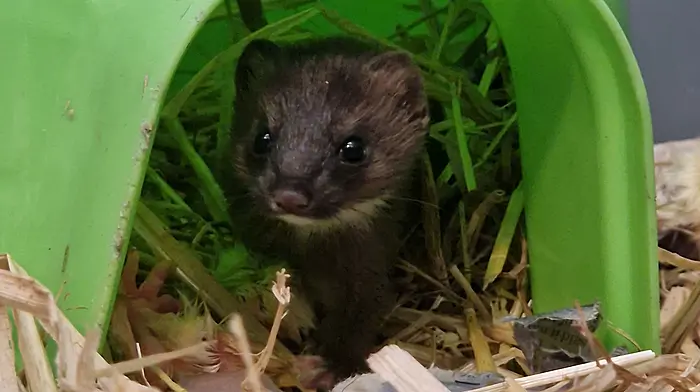 Wildlife Rescue Cork comes to aid of both a fox cub and a stoat Image