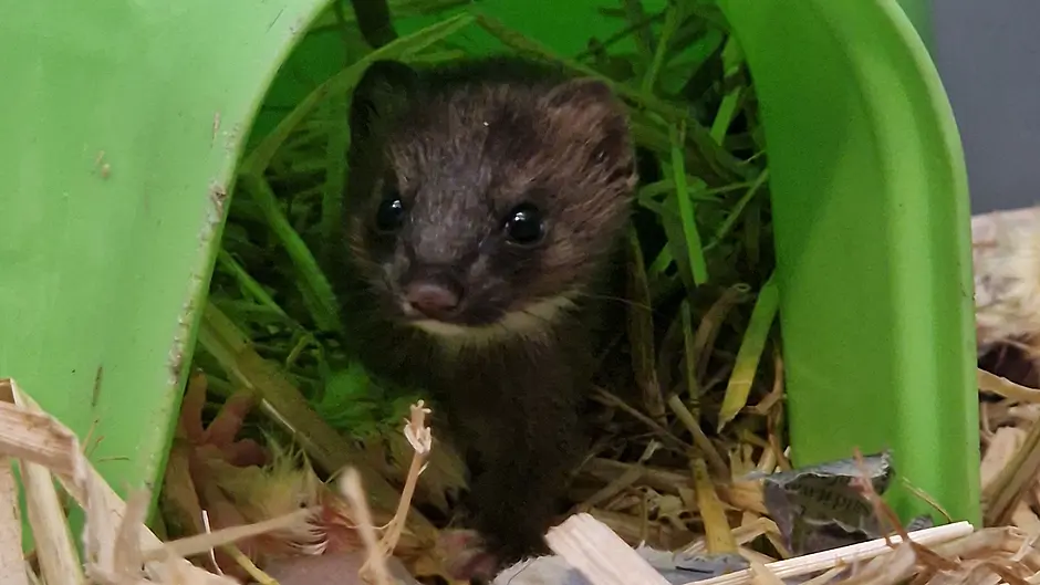 Wildlife Rescue Cork comes to aid of both a fox cub and a stoat Image