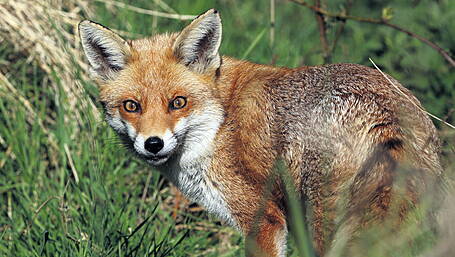 Foxhunting to the fore as West Cork TD opposes Dáil Bill Image