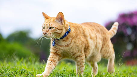 Cat found impaled on metal rod outside Drimoleague Image