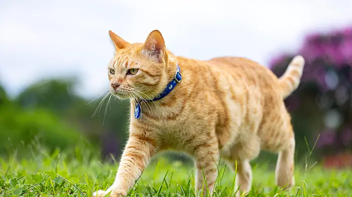 Cat found impaled on metal rod outside Drimoleague Image