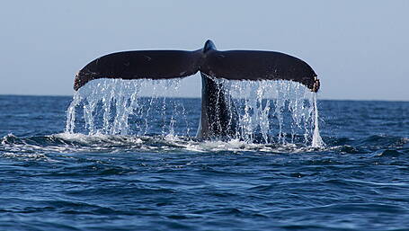 West Cork man leaves door open on his whale-watching business Image