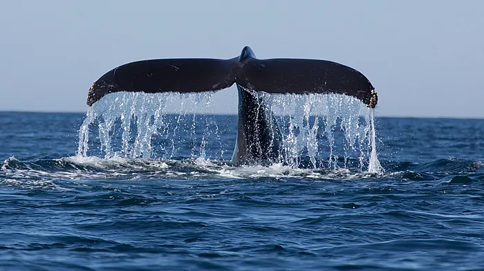 West Cork man leaves door open on his whale-watching business Image