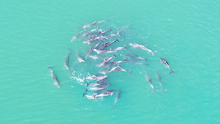 Spectacular footage of dolphin pod captured in Glandore harbour Image