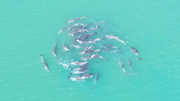 Spectacular footage of dolphin pod captured in Glandore harbour Image