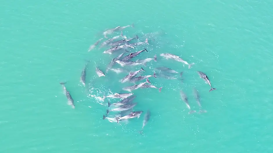 Spectacular footage of dolphin pod captured in Glandore harbour Image