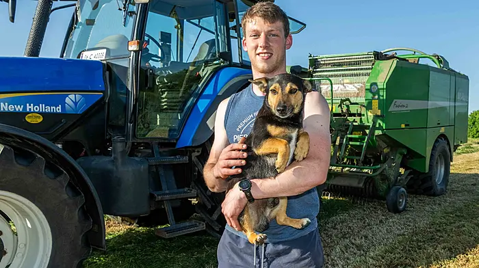 Barry Kirby and Rocky baling silage in Reenascreena. (Photo: Andy Gibson)