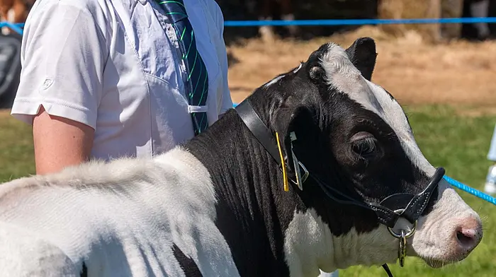 The annual Bandon Show took place today with thousands of people attending to see horse and cattle classes, along with poultry and arts & crafts competitions. There was also food stalls and a childrens fun fair. Emily O'Rahilly from Mallow prepares her Holstein Friesean calf for the Young Handlers category. Picture: Andy Gibson.