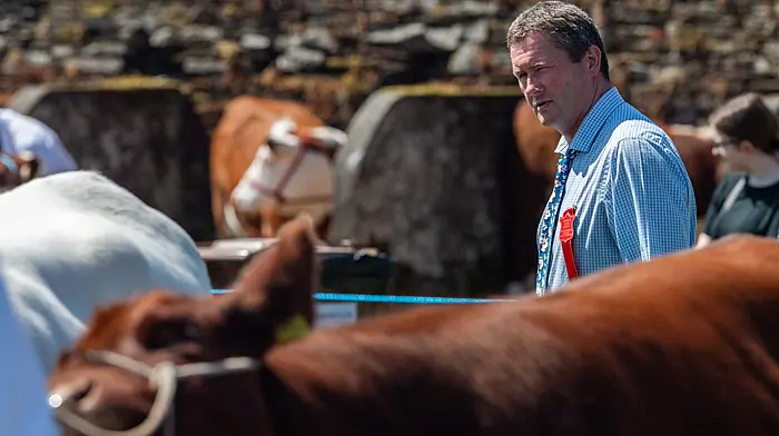 The annual Bandon Show took place today with thousands of people attending to see horse and cattle classes, along with poultry and arts & crafts competitions. There was also food stalls and a childrens fun fair. Casting his eye over the Short Horn Heifers category was judge John Curtin from Co. Limerick. Picture: Andy Gibson.