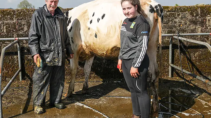 Peter and Clodagh Kennelly from Ardfert clean their Holstein Freisen cow at the annual agricultural show that was held at Bandon, Co. Cork. - Picture David Creedon
