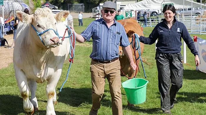 Boby O'Connell from Co. Limerick with his Charolais Heifer and Shauna Canny from Co. Clare with her Limousin head for judging at the annual agricultural show that was held at Bandon, Co. Cork. - Picture David Creedon